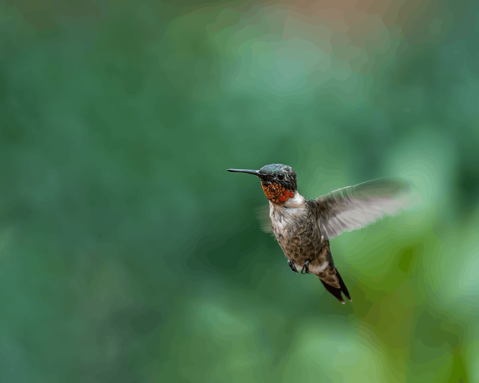 Hummingbird with a red throat hovering in mid-air against a blurred green background